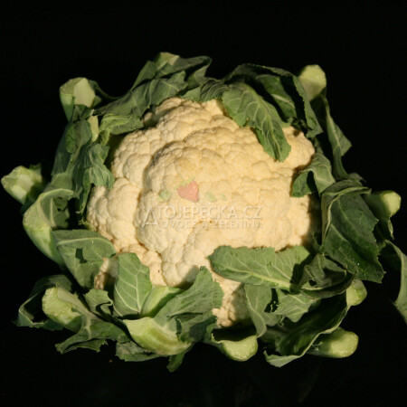 Květák - hlavní obrázek
