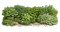 Bylinky