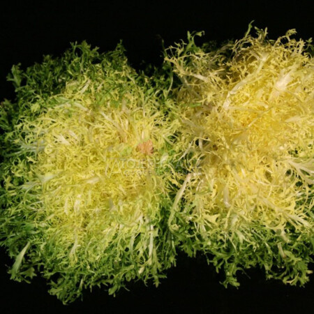 Salát frisée - hlavní obrázek