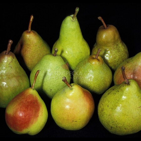 Hruška Guyot 1 kg - hlavní obrázek