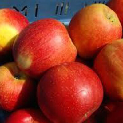 Jablko Rubín 1 kg