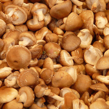 Shii-take 100 g - hlavní obrázek