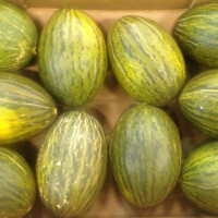 Meloun Piel de Sapo 1 kg - obrázek 2