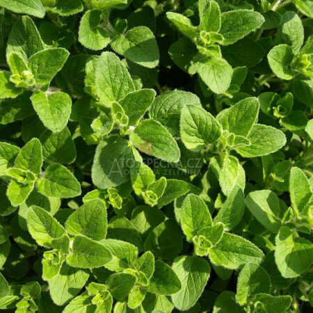Oregano 100 g - hlavní obrázek