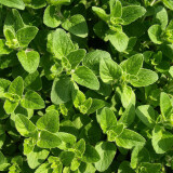 Oregano 100 g