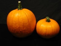 Dýně Halloween 1 kg - obrázek 2