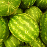 Meloun vodní Dumara 1 kg