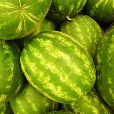 Meloun vodní Dumara 1 kg