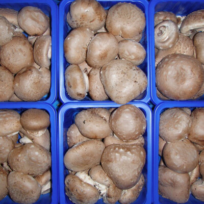 Žampion krémový 500 g
