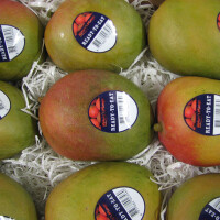 Mango RTE - obrázek 2