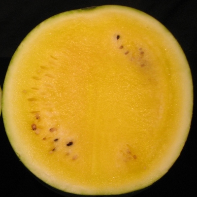 Meloun vodní žlutý 1 kg