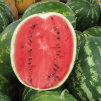 Meloun vodní Dumara 1 kg - obrázek 2