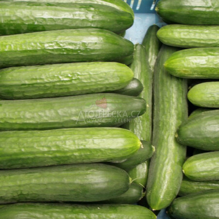 Okurka hadovka krátká 1 kg - hlavní obrázek