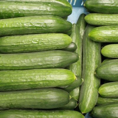 Okurka hadovka krátká 1 kg