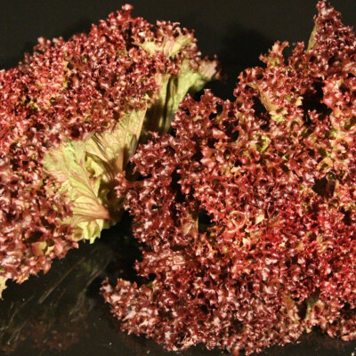Salát Lollo Rosso