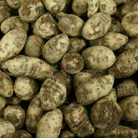 Topinambury 1 kg - hlavní obrázek
