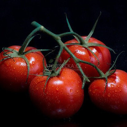 Česká rajčata keříková 1 kg - hlavní obrázek