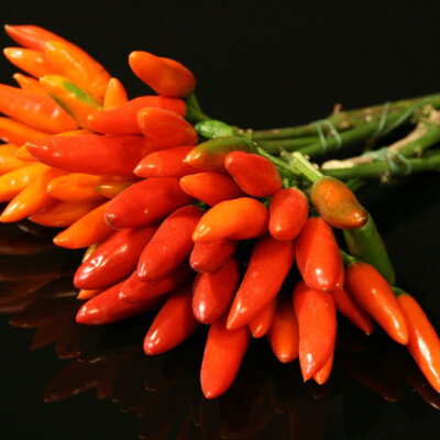 Chilli papričky