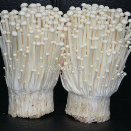Enoki 100 g - hlavní obrázek