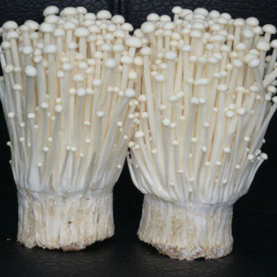 Enoki 100 g