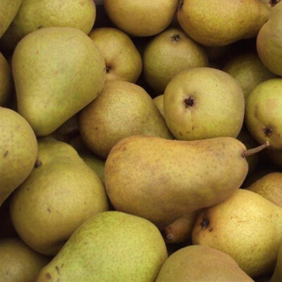 Hruška Durondeau 1 kg