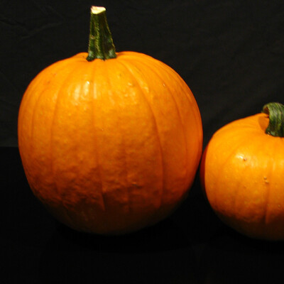 Dýně Halloween 1 kg