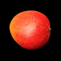 Mango RTE By Air - obrázek 2
