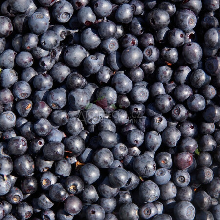 Borůvky lesní 1 kg - hlavní obrázek