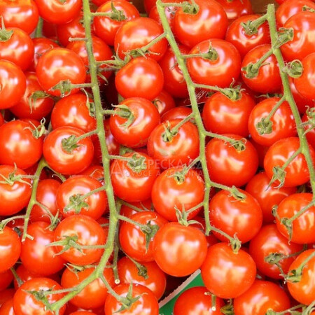 Rajčata cherry keříková 500 g - hlavní obrázek
