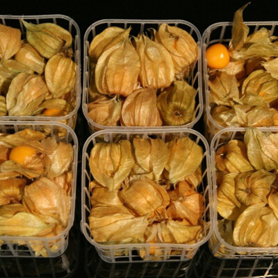 Physalis