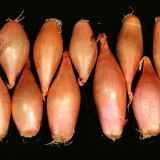 Cibule šalotka banánová 500 g