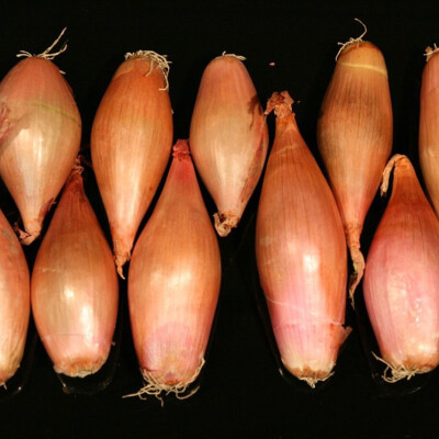 Cibule šalotka banánová 500 g