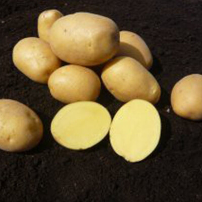 Brambory Adéla 1 kg